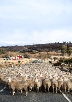 Rush hour of sheeps