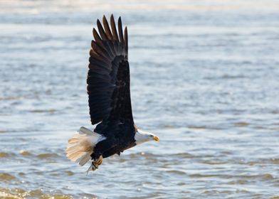 Bald eagle with fish