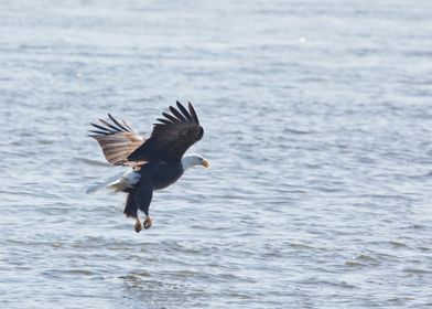 Eagle fishing on river