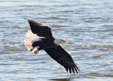 Eagle soaring over water