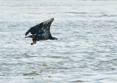 Eagle fliying over water