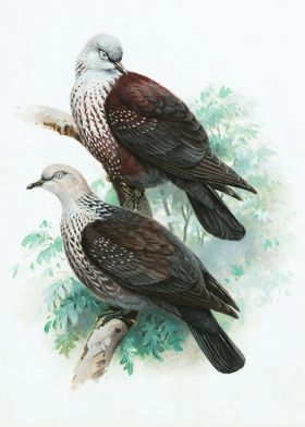 Speckled Wood Pigeons