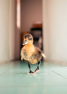 Family raised duckling