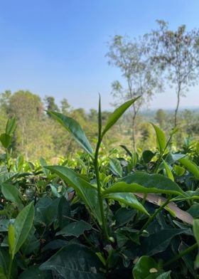 tea plantation