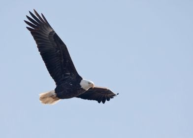 Soaring eagle close up