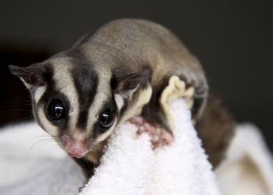 sugar glider