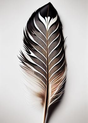 colorful feather