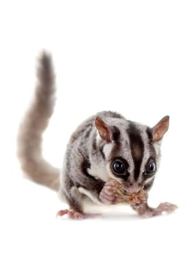 sugar glider