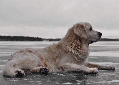 Dog Golden retriever ice