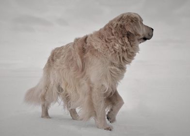 Dog Golden retriever snow