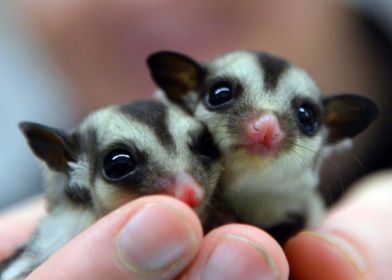 sugar glider