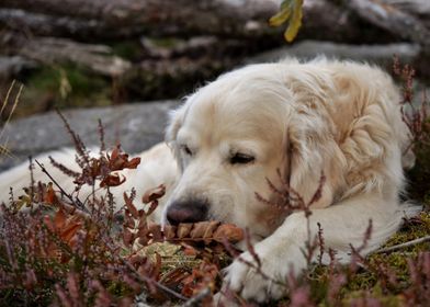 Cute dog in the forest