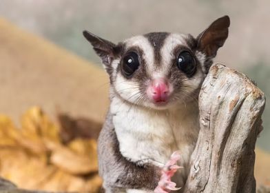 sugar glider