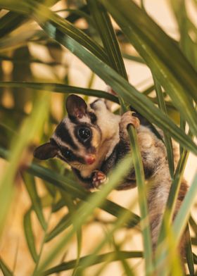 sugar glider