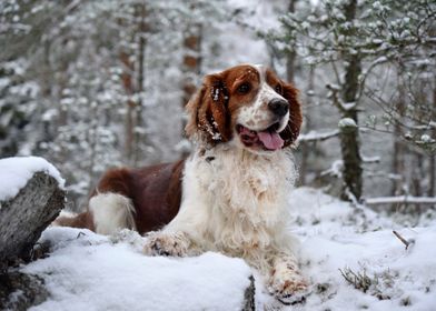 Dog Welsh Springer Spaniel