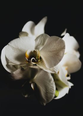 White Orchid Flower