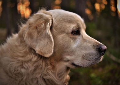 Dog Golden retriever 