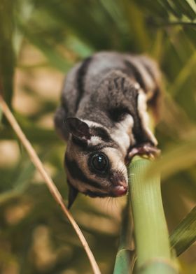 sugar glider