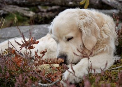 Cute dog resting in forest