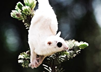 sugar glider