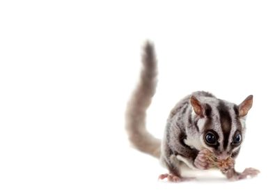 sugar glider