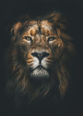 Male Lion Portrait