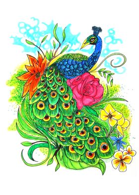 Peacock