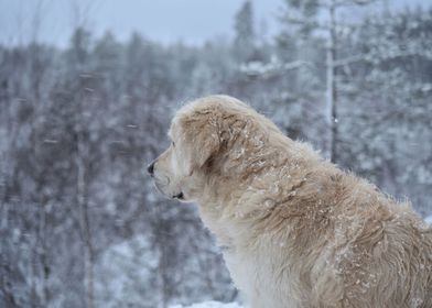 Dog Golden retriever snow