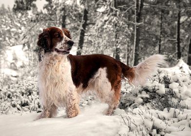 Dog Welsh springer spaniel