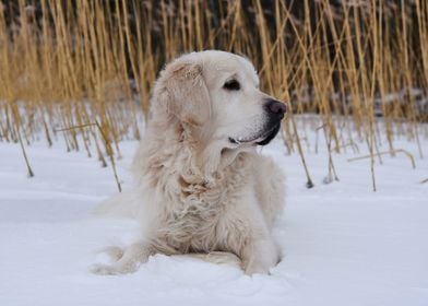 Dog Golden Retriever snow