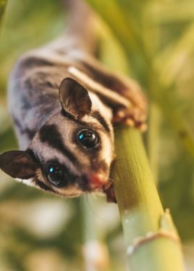 sugar glider