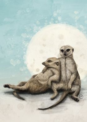 Happy Together  Meerkats