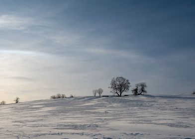 Snowy landscape 