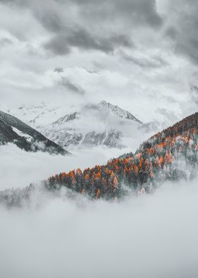 forest and winter