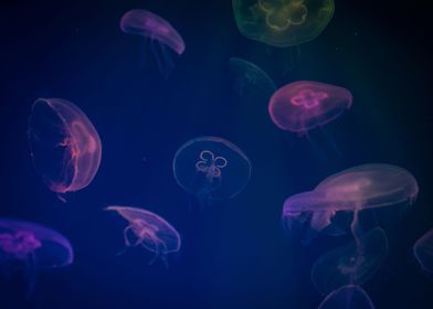 Jellyfish School