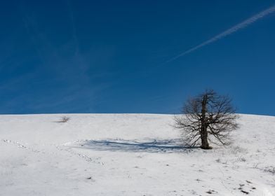 A tree in the snow 