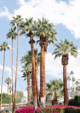 Palm Springs Palm Trees