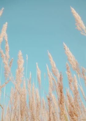 reed grass and blue sky