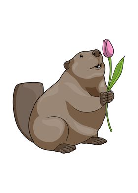 Beaver Tulip Flower