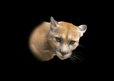 Mountain lion portrait