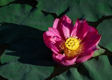 Lotus