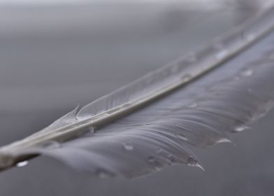 Swan feather water drops
