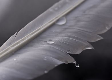 Swan feather water drop