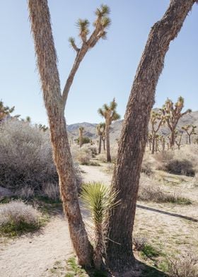 Joshua Tree Hiking Trail