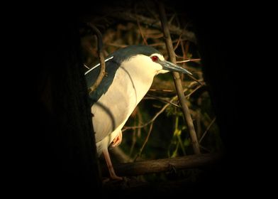 Night heron