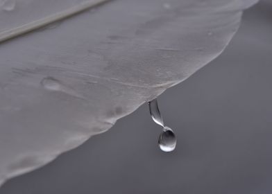 Swan feather water drop