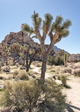 Joshua Tree Photography