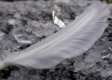 Swan feather ice