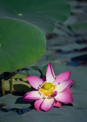 Lotus