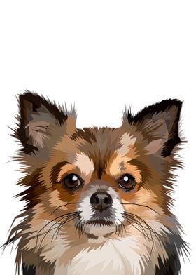 Pomeranian dog head